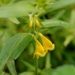 Melampyrum sylvaticum പുഷ്പം