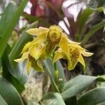 Dendrobium macrophyllum Flower