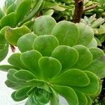 Aeonium balsamiferum 叶