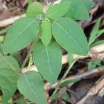 Euphorbia graminea Leaf