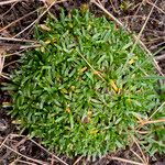 Calandrinia acaulis Агульны выгляд