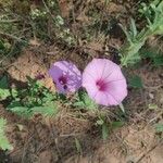 Convolvulus althaeoides Flower