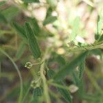 Hermannia modesta Hábito