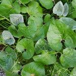 Petasites paradoxus Blad