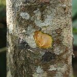 Baphia pubescens Φλοιός