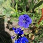 Phacelia campanularia Flor