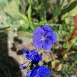 Phacelia campanularia 花