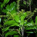 Panopsis costaricensis फूल