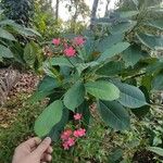 Jatropha integerrima Flower