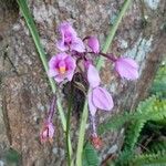 Spathoglottis plicata Flower