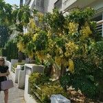 Cassia fistula 整株植物