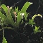Oberonia disticha Λουλούδι