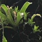 Oberonia disticha Çiçek