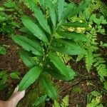 Salix humilis Φύλλο
