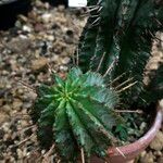 Euphorbia polygona Blad