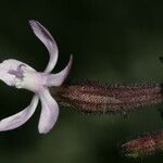 Silene fuscata Flower