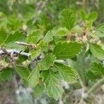 Cercocarpus montanus Foglia