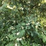 Sorbus koehneana