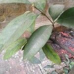 Garcinia indica 葉