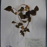 Clematis buchananiana Altres