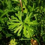 Geranium dissectumFolla