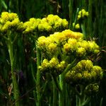 Helichrysum arenarium Квітка