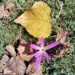 Colchicum montanum Lorea