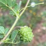 Medicago rigidula Fruit