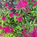 Amaranthus cruentusLapas