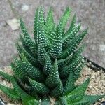 Haworthiopsis reinwardtii Hostoa