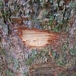 Aspidosperma desmanthum Corteza