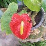 Anthurium andraeanum പുഷ്പം