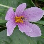 Colchicum alpinum Blomst