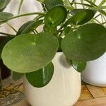 Pilea peperomioidesYaprak