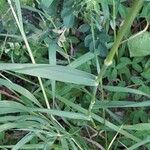 Bromus inermis Leaf