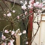 Viburnum × bodnantense Habitat