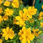 Bidens aureaFlower