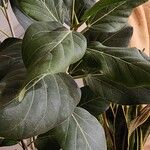 Ficus benghalensis Blad