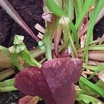 Sarracenia purpurea Цвят