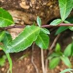 Commiphora madagascariensis Лист