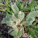 Verbascum phlomoides Blatt