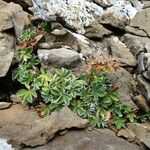 Potentilla nivalis Habit