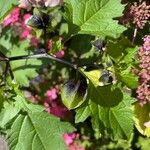 Nicandra physalodes 叶