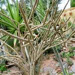 Alluaudia dumosa Habit