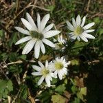 Anemone berlandieri Hàbitat