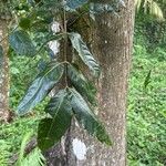 Swietenia macrophylla Leaf