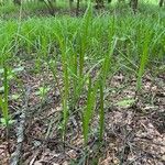 Carex pilosa Frunză