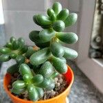 Sedum hernandezii Foglia
