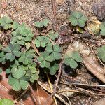 Oxalis exilis Hoja