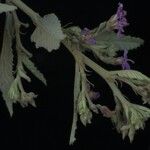 Melochia tomentosa Flower